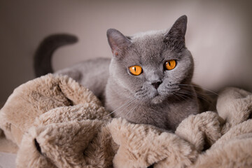 Britisch shorthair cat wrapped in furry blanket