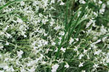 delicate white flowers under dew drops, blue flowering grass in the garden. backgrounds and wallpapers. beauty of nature