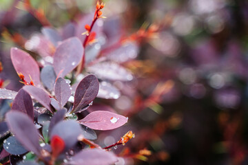 selective focus on purple background from barberry leaves. Natural pink leaves background. Close up of barberry thunbergii or red barberry. foliage with raindrops. botanical wallpaper, copy space