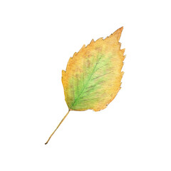 Hand drawn watercolor autumn birch leaf