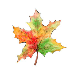 Fototapeta premium Hand drawn watercolor maple leaf, autumn fall illustration.