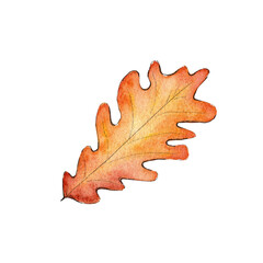 Fototapeta premium Hand drawn watercolor oak leaf, autumn fall illustration
