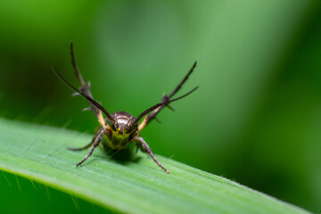 beautiful macro closeup shots of insects