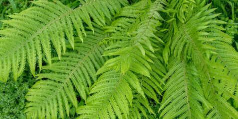 Green fern leaves in the forest. © Vladimir Arndt