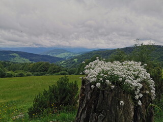 Poland Wierchomla. A view of the mountains in the foreground white flowers.
