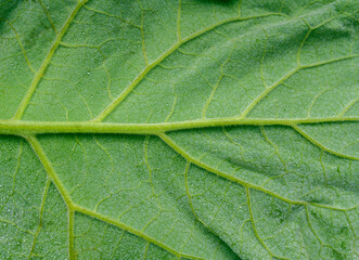 Green leaf burdock as background. Selective focus.
