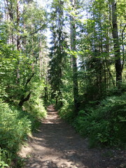 path in the forest