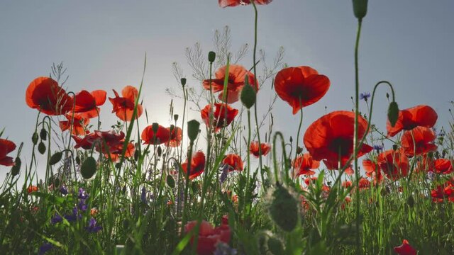 Red poppies and other wildflowers blooming in meadow. Sun rays getting through flowers and grass. UHD
