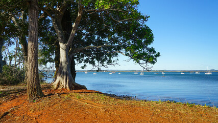Trees on the shoreline, and boats moored in the bay. Redland Bay,  Queensland, Australia.