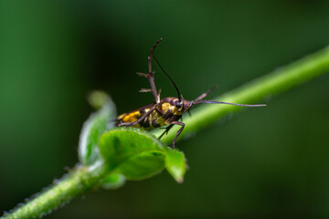 beautiful macro closeup shots of insects