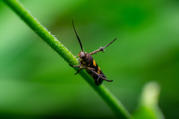 beautiful macro closeup shots of insects