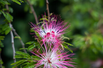 京都ぶらり、雨中のネムノキ