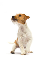 puppy looks up on a white background, jack russell terrier