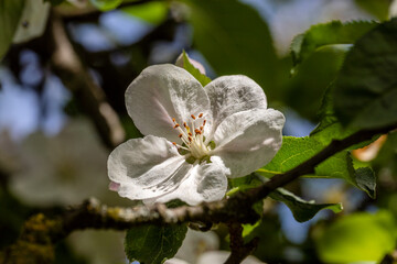 Apfelblüte im Abendlicht