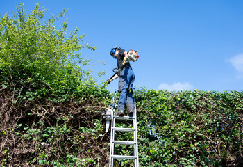 A Tree Surgeon or Arborist standing on a ladder with long reach trimmers