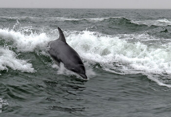 Delfin in der Walvis Bay, Namibia