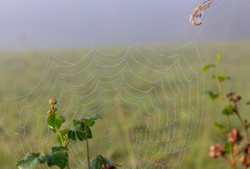 Spider web with morning dew. Web with water drops in the meadow. Summer nature in the morning. Spider thread on the grass. Beautiful nature in details. Fog in the field with spider net on foreground.