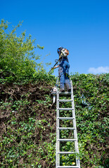 A Tree Surgeon or Arborist standing on a ladder with long reach trimmers