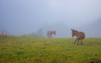Two donkeys in morning fog. Animals grazing in the meadow. Defocused donkeys in misty haze. Countryside background. Foggy weather in mountains. Rural landscape. Farm concept. 
