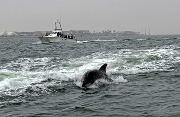 Delfin in der Walvis Bay, Namibia © maxbaer
