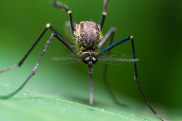 beautiful macro closeup shots of insects
