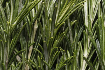 Fresh green rosemary leaves as background, closeup