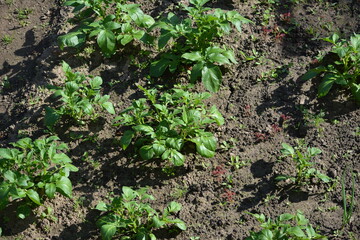New potato bushes in the garden of a country house close up in the summer in the middle of the day