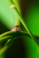 Fototapeta premium beautiful macro closeup shots of insects