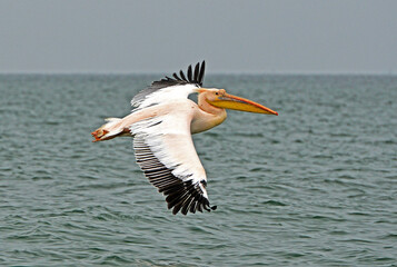 Weiße Pelikane Onocrotalus, Walvis Bay, Namibia