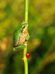 Beautiful Europaean Tree frog Hyla arborea 