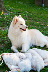 Young Pomski Dog Breed Groomed and Healthy Pomski, an exquisite puppy with a good temperament outdoors on a sunny day