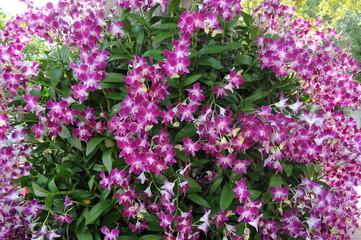 Fototapeta premium Orchid flowers in the bush look beautiful.Orchidaceae