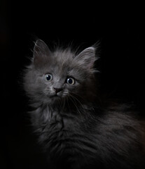 Naklejka na ściany i meble black and white kitten