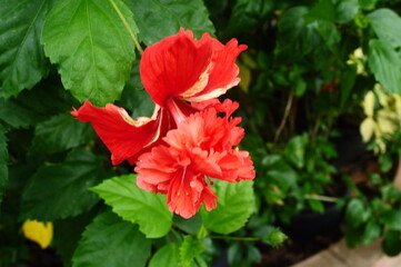 Fototapeta na wymiar Beautiful red hibiscus rosa sinensis. Red flowers that dance like dance