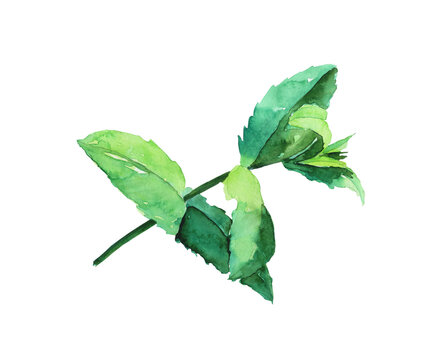 One mint or peppermint fresh branch with leaves isolated on white background. Watercolor hand drawing illustration. Perfect for poster, banner, print, food decoration, medical herb.