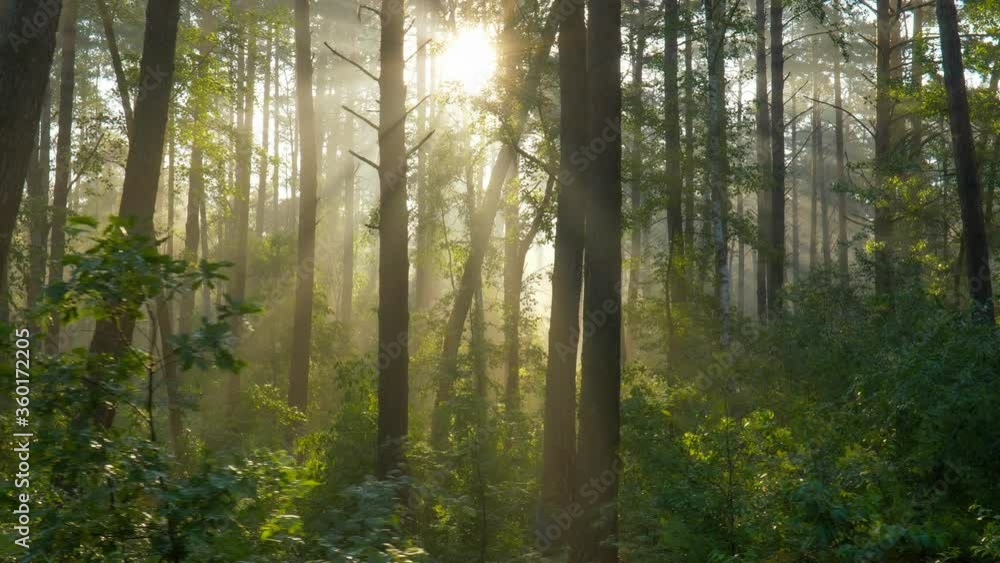 Poster walking through the morning forest. sunny forest in the rays of the rising sun. powerful trees and l