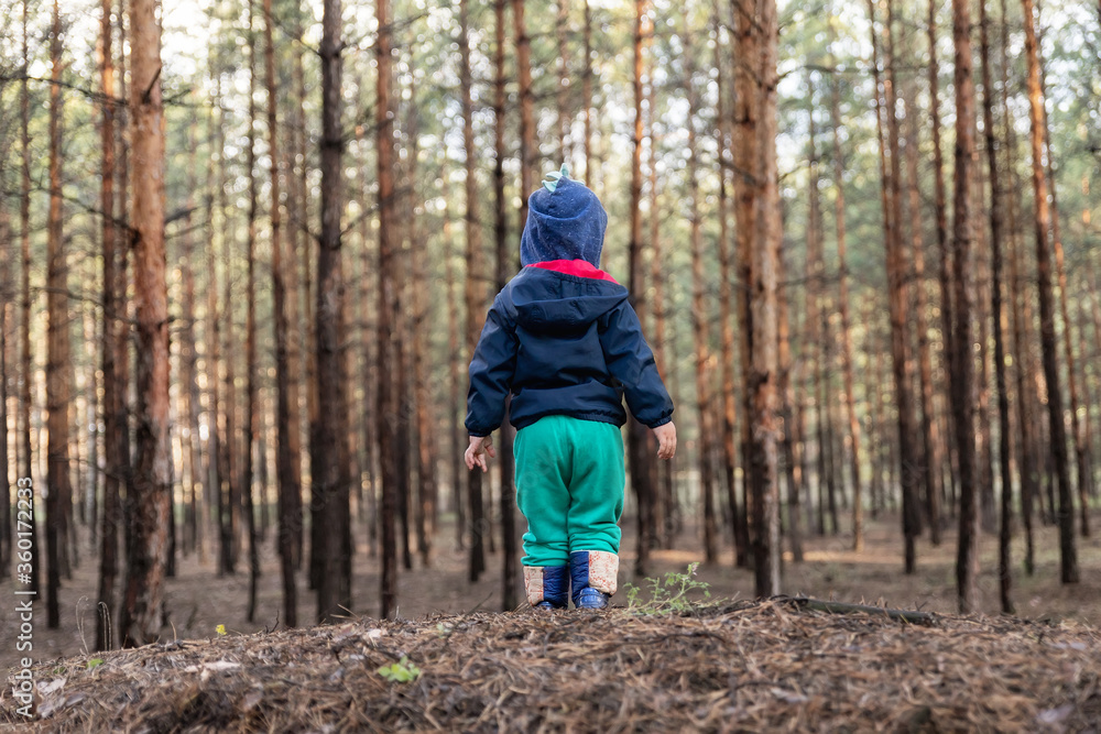 Wall mural Cute adorable caucasian lonely toddler baby boy standing alone on hill during walk in fall coniferous pine woods at day time. Child lost in forest. Curious kid discover nature and world. Back view