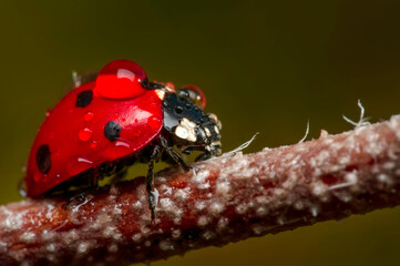 Beautiful ladybug on leaf defocused background