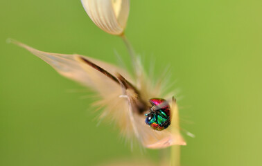 Macro shot of a  fly in the garden
