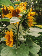 sunflowers © picsfromkiki