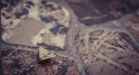 Carcharodus lavatherae moth macro photo on brown background