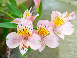 Pink alstroemeria flowers in full bloom to make a colourful floral background. Close-up of beautiful peruvian lily, lily of the Incas.