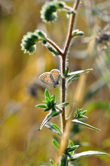 Closeup beautiful butterfly sitting on the flower in a summer garden