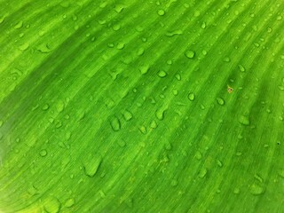 Banana leaf surface and water droplets from the rear view of the leaf.