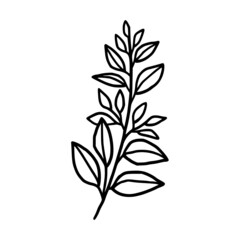 Hand drawn monochrome plant, leaf, and foliage element for wedding invitation, logo, symbol, greeting cards, decor, botanical icon, or banner. Summer, spring, and autumn botany element