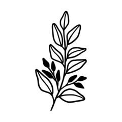 Hand drawn monochrome plant, leaf, and foliage element for wedding invitation, logo, symbol, greeting cards, decor, botanical icon, or banner. Summer, spring, and autumn botany element