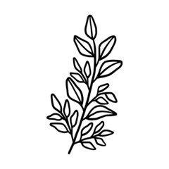 Hand drawn monochrome plant, leaf, and foliage element for wedding invitation, logo, symbol, greeting cards, decor, botanical icon, or banner. Summer, spring, and autumn botany element