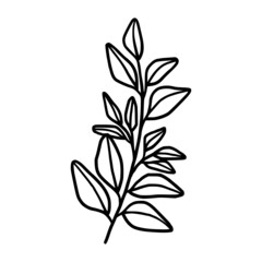 Hand drawn monochrome plant, leaf, and foliage element for wedding invitation, logo, symbol, greeting cards, decor, botanical icon, or banner. Summer, spring, and autumn botany element