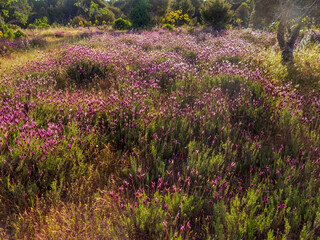 Lavanda en el pinar del Piquillo en primavera. Madrid. España. Europa.