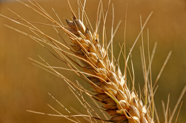 field of golden wheat 